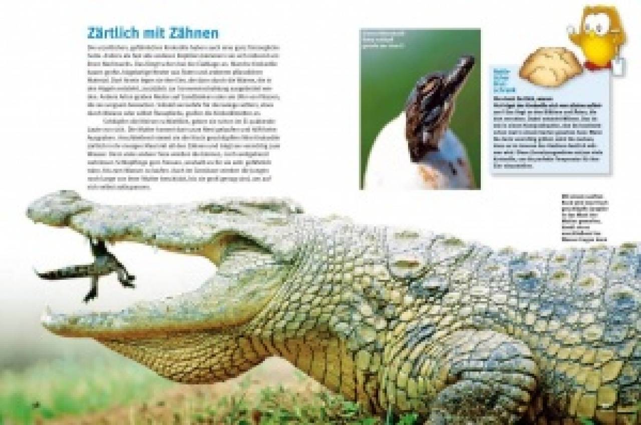 Entdecke die Reptilien